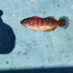 アカササノハベラ