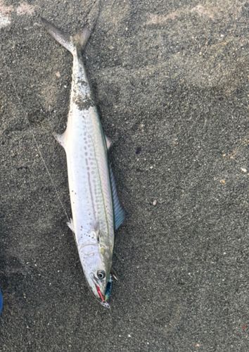 サゴシの釣果