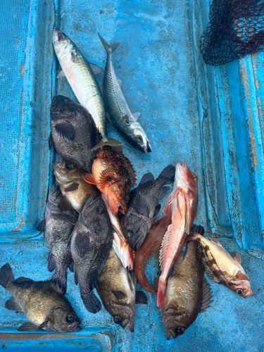 クロソイの釣果