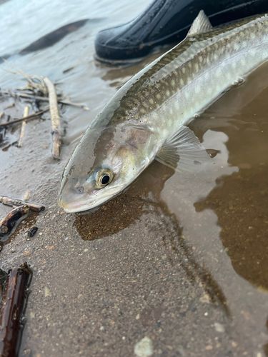 アメマスの釣果