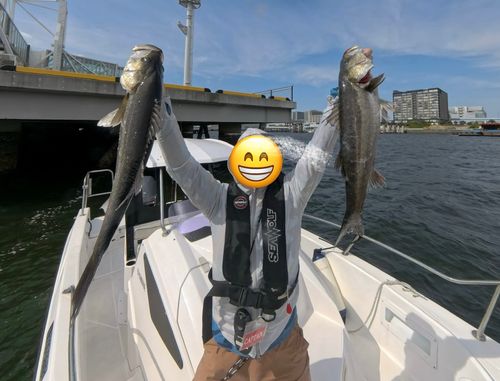 シーバスの釣果