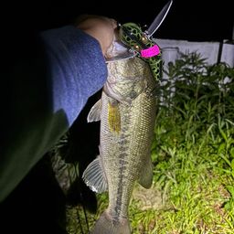 ラージマウスバス