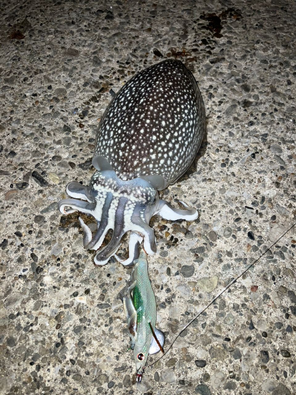 シリヤケイカ
