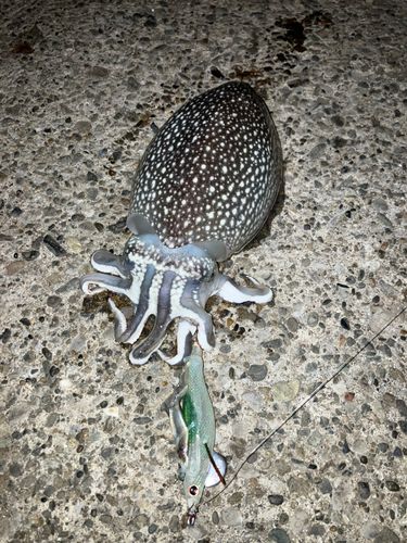 シリヤケイカの釣果