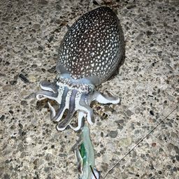 シリヤケイカ