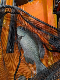 メジナの釣果