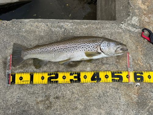 ブラウントラウトの釣果
