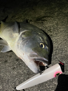 ロウニンアジの釣果