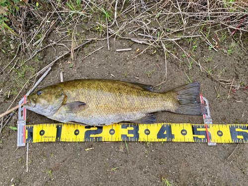 スモールマウスバスの釣果