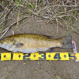 スモールマウスバス