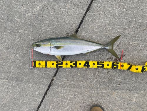 ハマチの釣果