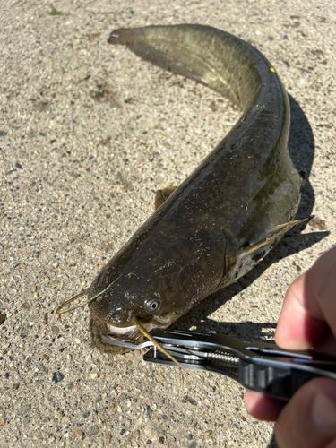 ナマズの釣果