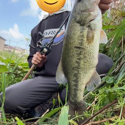 ブラックバス