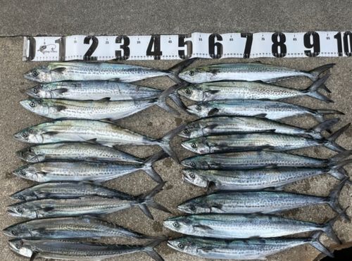 サゴシの釣果