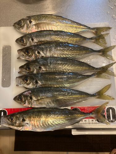 アジの釣果