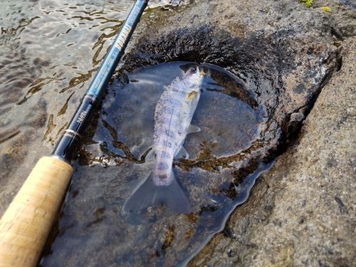 ヤマメの釣果