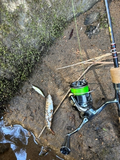 ヤマメの釣果
