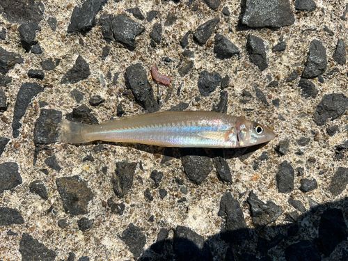シロギスの釣果