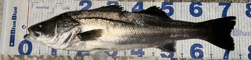 シーバスの釣果