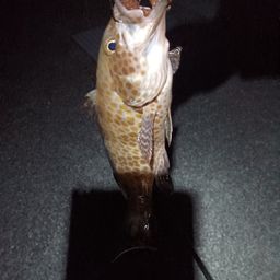 アジ