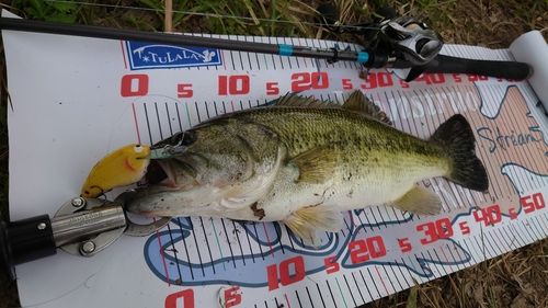 ブラックバスの釣果