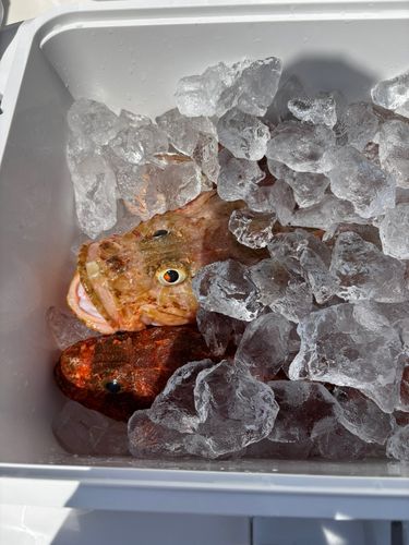 オニカサゴの釣果