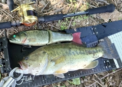 ブラックバスの釣果