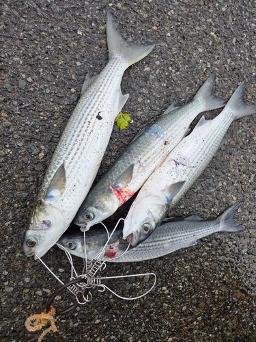 ボラの釣果