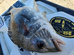 キビレの釣果
