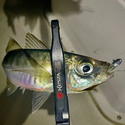 マアジ