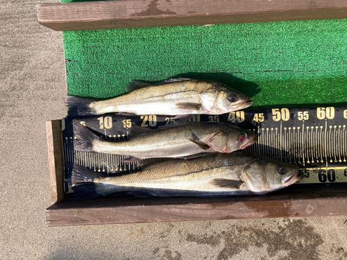 シーバスの釣果