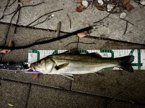 シーバスの釣果