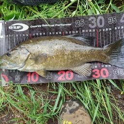 スモールマウスバス