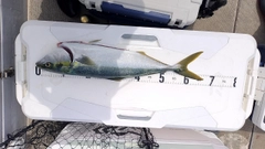 ハマチの釣果