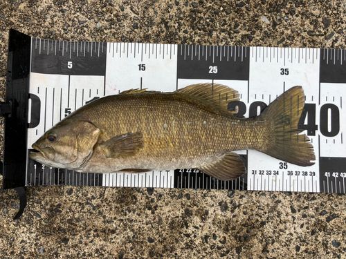 スモールマウスバスの釣果