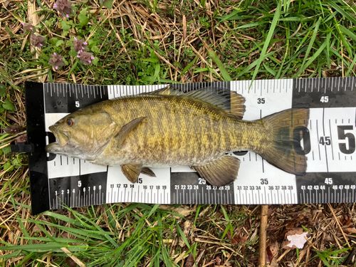 スモールマウスバスの釣果