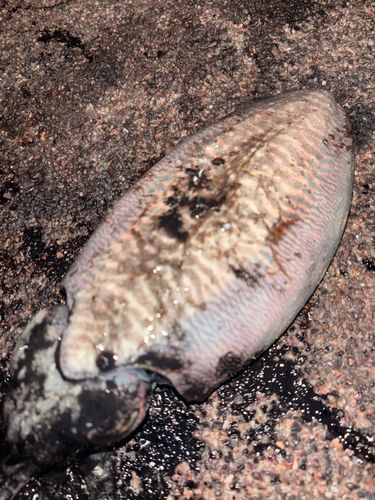コウイカの釣果