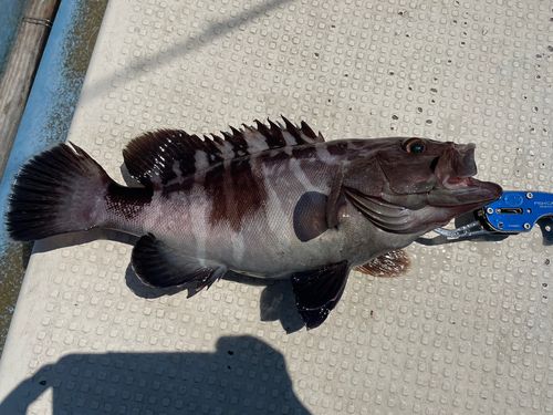 クエの釣果