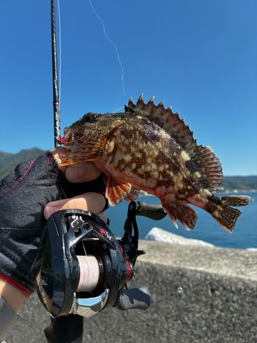 アラカブの釣果