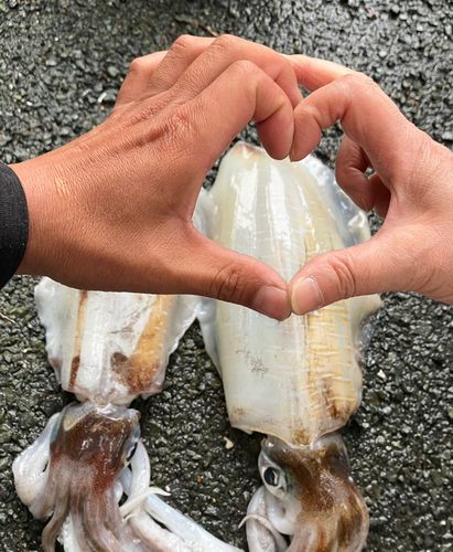 アオリイカの釣果