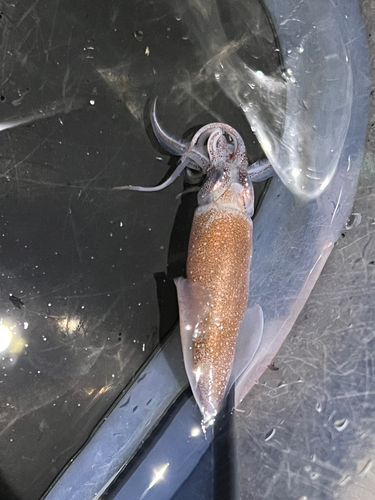 ホタルイカの釣果