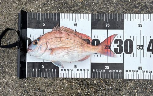 チャリコの釣果