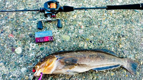 アブラコの釣果
