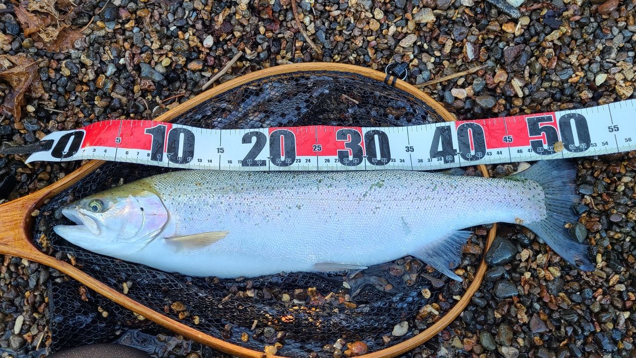 Megabass グレートハンティング GH93-2MSの最安値・インプレ・釣果