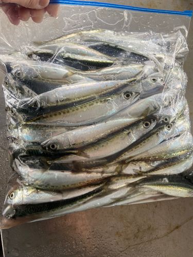 サバの釣果
