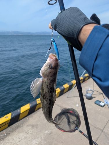ホッケの釣果