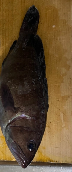 マハタの釣果