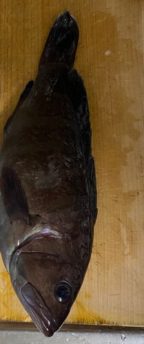 マハタの釣果