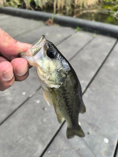 ラージマウスバスの釣果