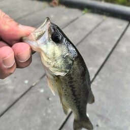 ラージマウスバス